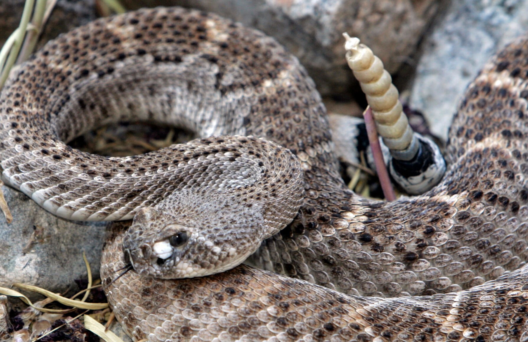 Western diamondback rattlesnake, Arizona-Sonoran Desert Museum (copy)